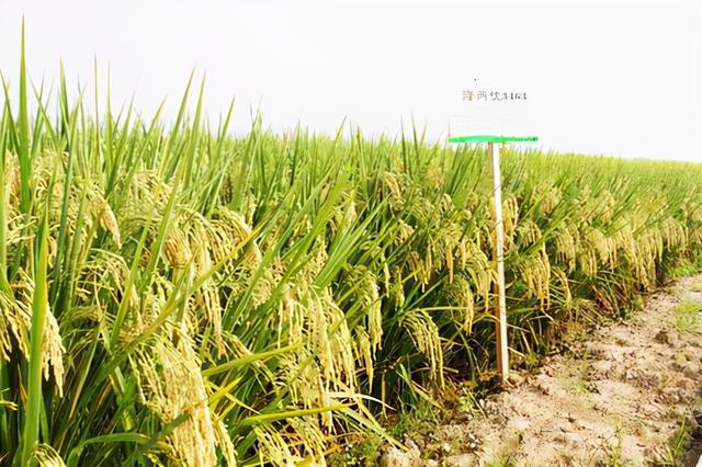 植物保护专业就业前景，植物保护专业就业前景与就业方向（看似冷门的农学专业）