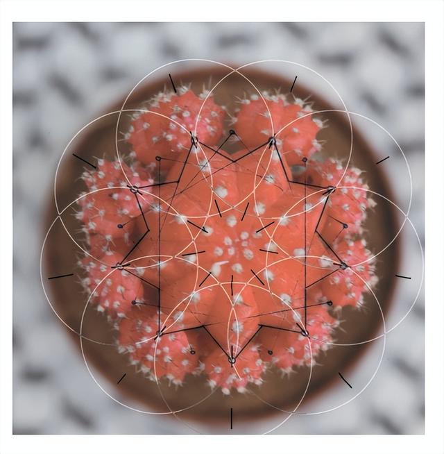 花朵的构造有哪些，花朵的组成结构（暴力拆解花朵的几何结构）