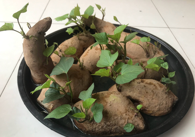 鸡毛菜,"2种"青菜美味好养(鸡毛菜图片)