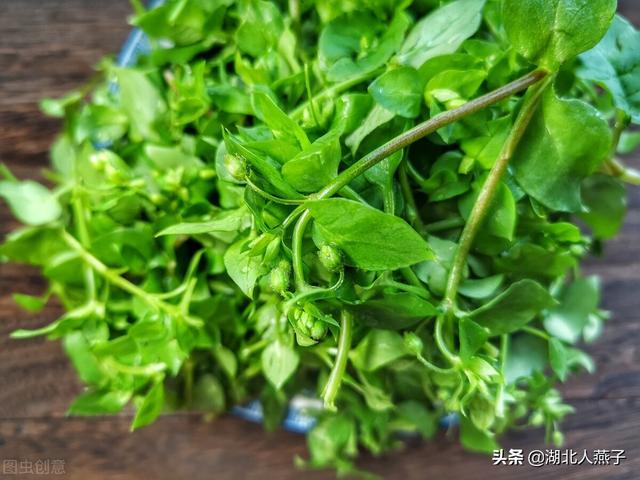 农村100种野菜图片，野菜的种类（常见的野菜图片与名字）