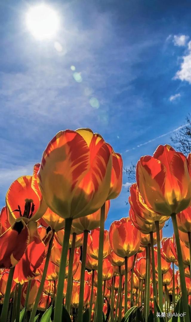 唯美鲜花背景图,唯美鲜花背景图片(唯美 , 鲜花壁纸高清图)