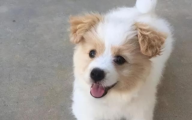 吉娃娃智商相当于几岁小孩，吉娃娃聪明吗（陪伴你可长达20年）