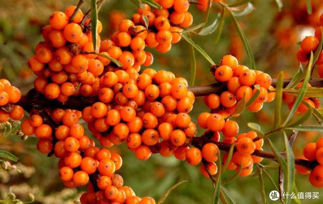 山西特产排行榜前十名，山西十大特产是什么（老西儿盘点山西的那些伴手礼）