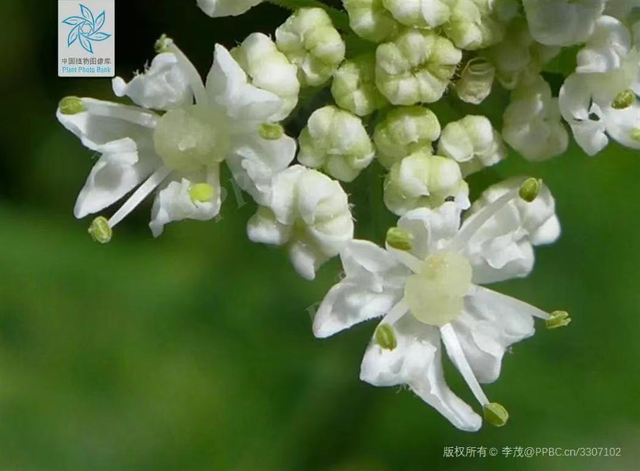 白芷的功效与作用禁忌，每日一味抗癌中药——白芷