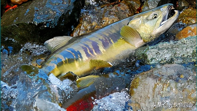 长江名贵鱼前十名，10大凶猛淡水鱼（我国保护的鱼类有87种）
