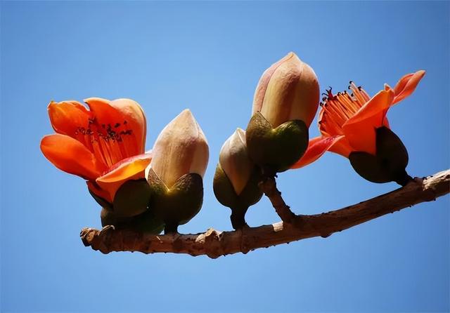 庭院喜阳植物，不同光照民宿花园或农场庭院内30种喜阴、喜阳植物