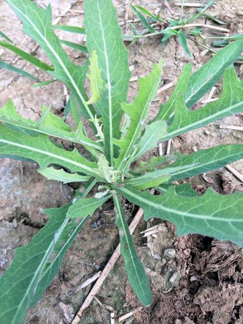 蒲公英如何分辨,蒲公英如何辨别(这3种都像蒲公英)