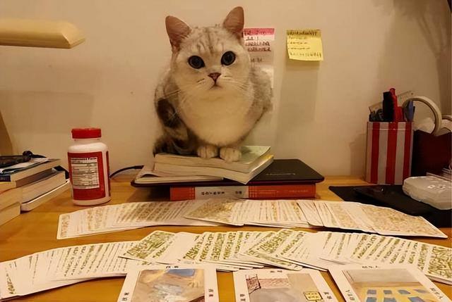 养猫的猫对人有什么好处，养猫的10个好处