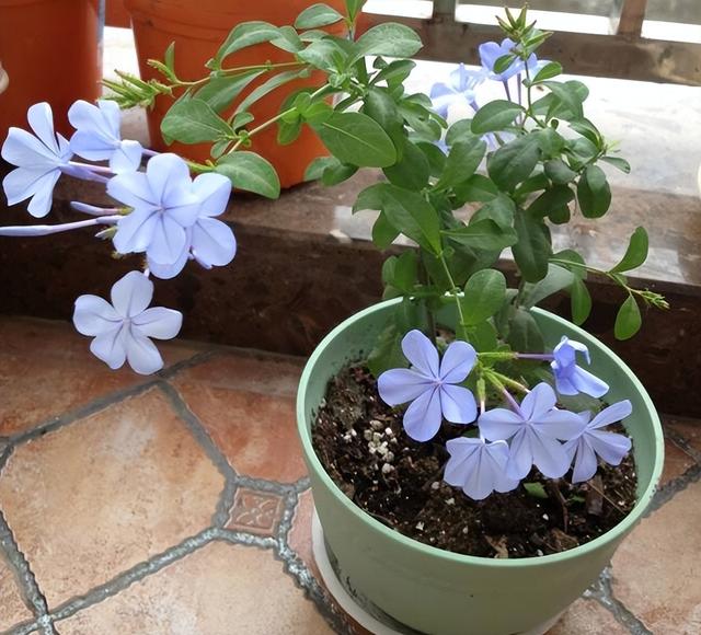 家中养什么花好，室内适合养什么花（9种洋气花）