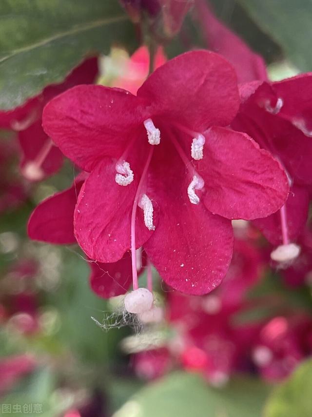 五彩锦带的养殖方法和注意事项，五彩锦带的养殖方法和注意事项有哪些（愿你人生前程似锦、绚丽多彩）