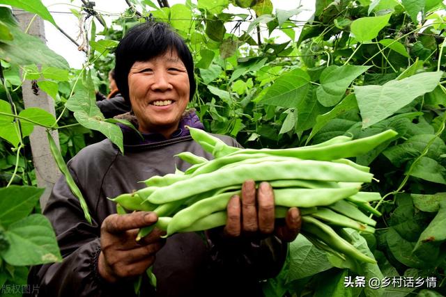 豆角浇水的正确方法，豆角怎么浇水才合适（浇水有四浇、四不浇）