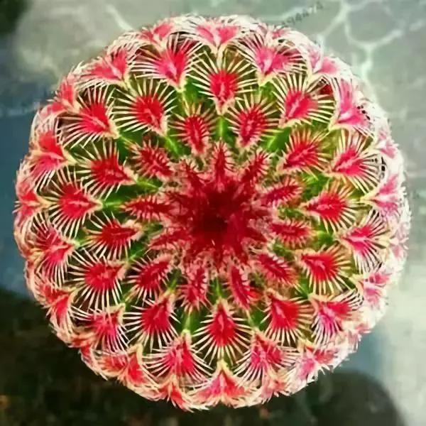 仙人掌开花图片，八种开花勤快的仙人掌植物（40多种罕见的仙人掌开花图）