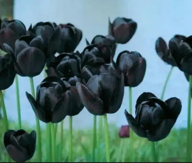 郁金香花代表什么意思，郁金香代表什么意思（郁金香花语）