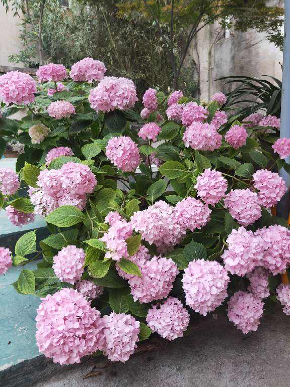 无尽夏绣球养护，无尽夏绣球种植方法（养无尽夏注意5要点）