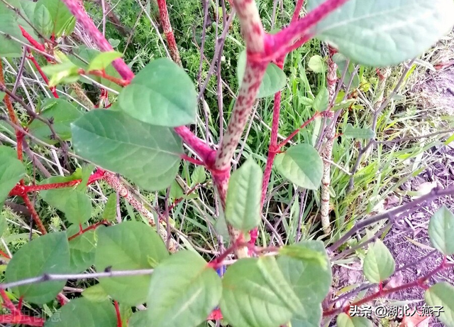 春天能吃的野菜大全，春天都有哪些野菜可以吃（送你63种野菜大图鉴）