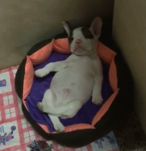 狗狗和人一起睡好吗，狗狗能和人一起睡吗（5大坏处找上门）