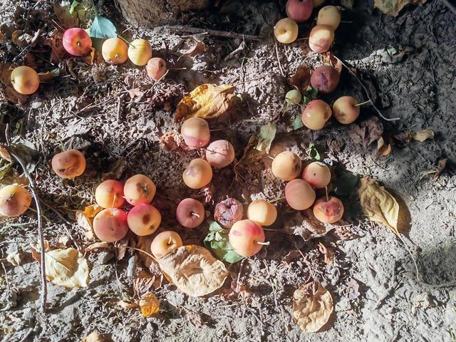 沙果饮品的做法，沙果饮品的做法和配料（沙果——割不断的乡愁之五）