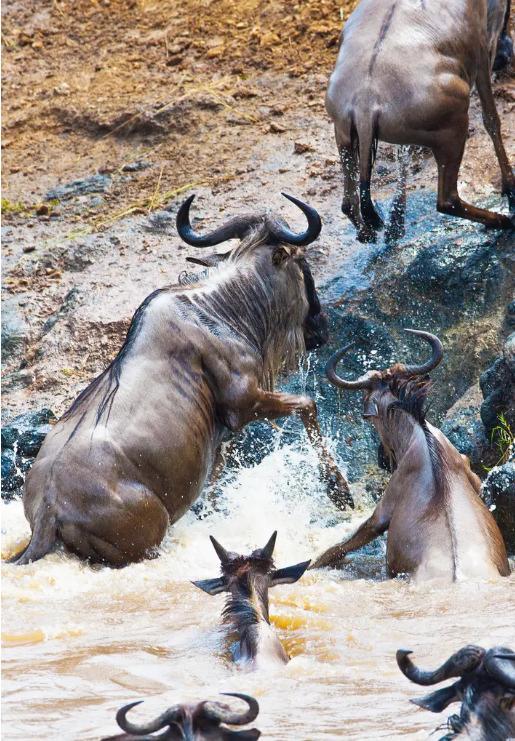 角马是马还是牛，角马是什么科（角马的社交和繁殖竟如此奇特）