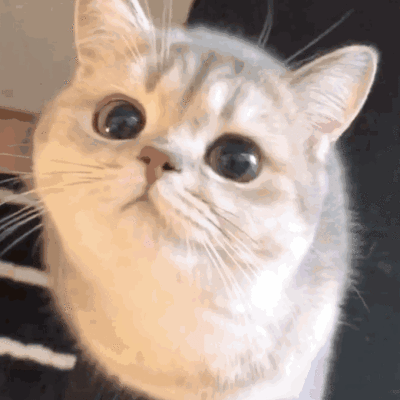 小猫咪 可爱图，小猫图片大全可爱图片大全图片（21张“搞笑”的猫咪图片）