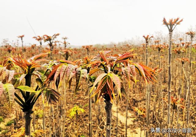 香椿芽的种植方法，从播种育苗到管理采收