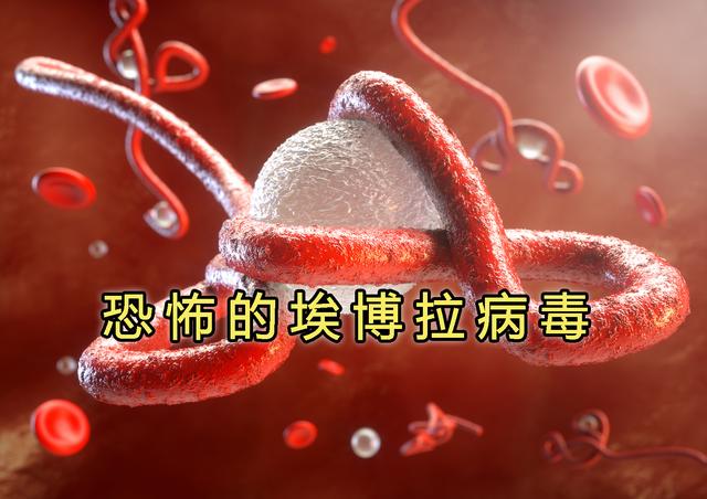 埃博拉传播途径，埃博拉的传播途径（埃博拉病毒为啥这么厉害）