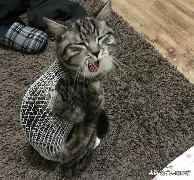 猫一直叫个不停是怎么回事，猫咪一直叫个不停是怎么回事（猫咪一直叫是怎么回事）