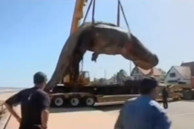 世界上最恐怖的鲸鱼，地球上最原始的鲨鱼（澳洲200头搁浅鲸鱼死亡）