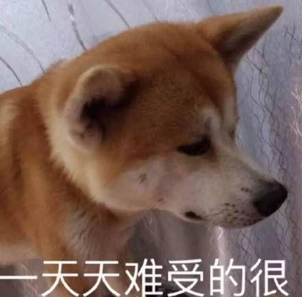 狗狗能吃糯米吗，狗狗最忌讳吃什么食物（这些东西可要小心了）