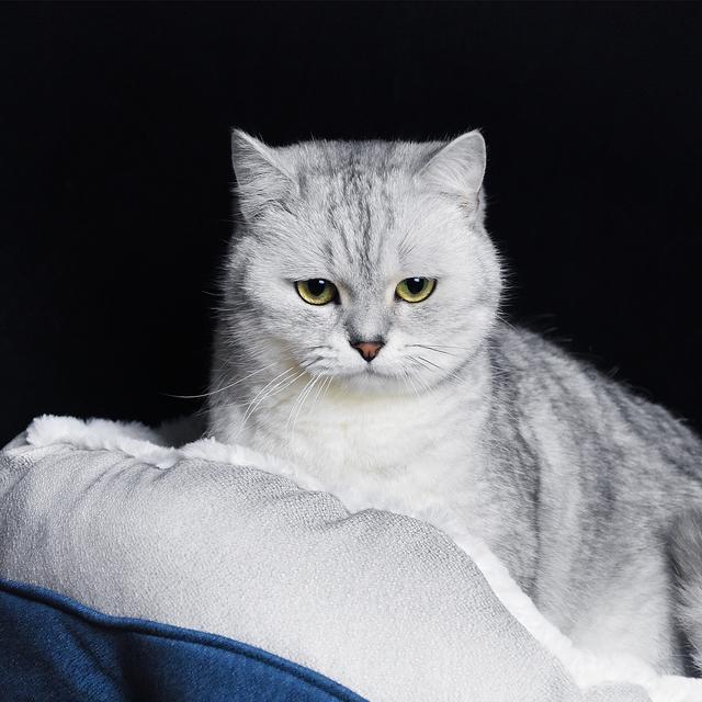 英短蓝白猫五个月特征，繁育圈里面的英短有哪几种