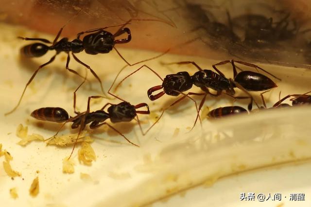蚂蚁喜欢吃什么食物,大象爱吃什么东西(关于各种蚂蚁的简介) 蚂蚁喜欢吃什么食物,大象爱吃什么东西(关于各种蚂蚁的简介)