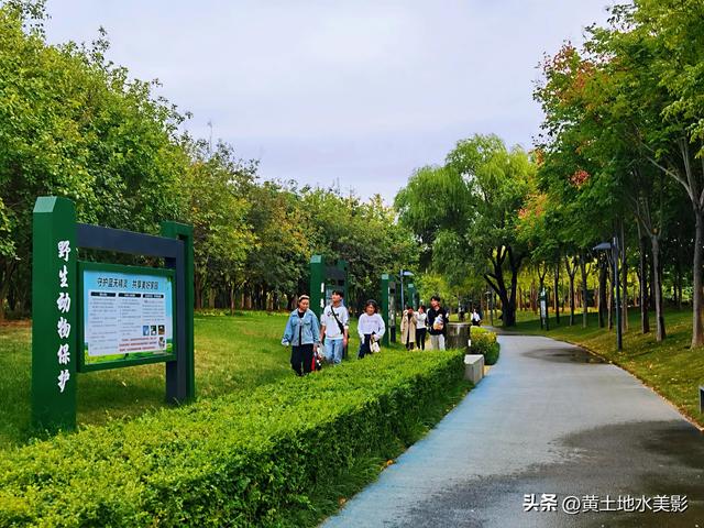 郑州龙湖湿地公园现状分析，河南郑州龙湖湿地公园秋色初露