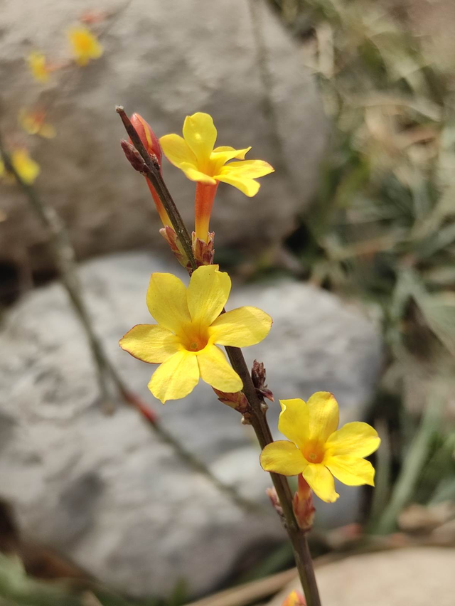 常见鲜花有哪些，常见的鲜花有哪些（认识10个就是大神）