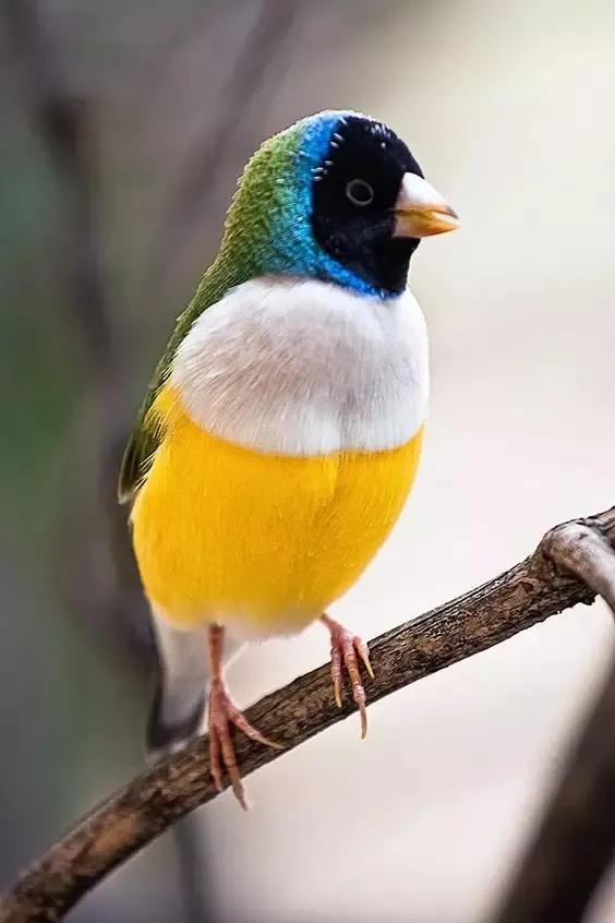 七彩文鸟的养殖方法，七彩文鸟的详细养殖知识（大自然中的“彩色精灵”）