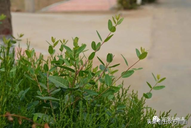 五蠹是哪五个，指的是哪五蠹？之首是儒术吗（中国麻类作物大全）