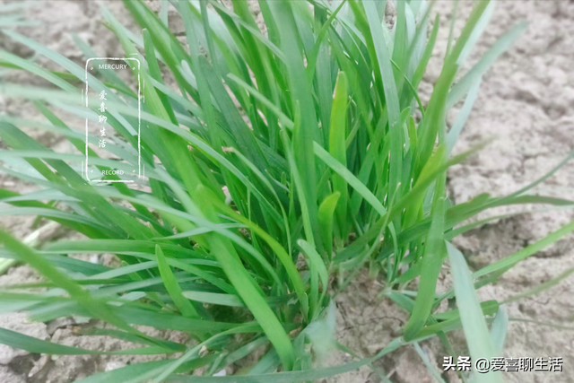 韭菜多少钱一斤，今日全国韭菜批收价格（春天少吃菠菜白菜多吃韭菜）