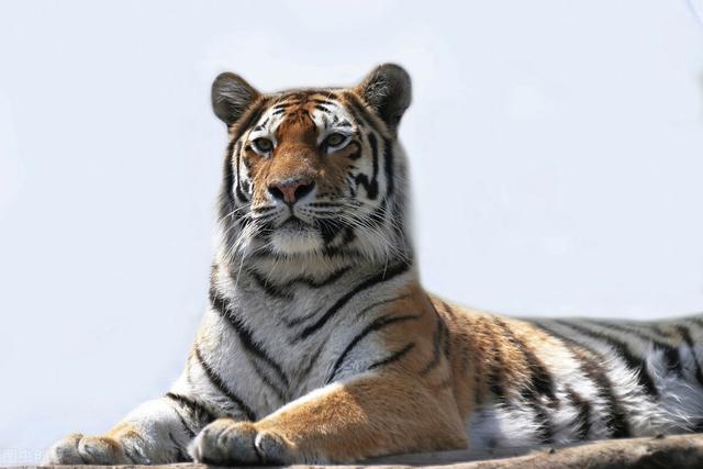 肉食性草食性杂食性动物，肉食性和草食性（为什么很多动物不刷牙）