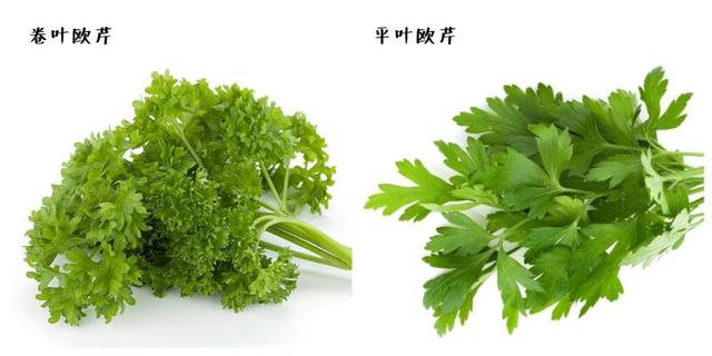 迷迭香是什么，西餐中常用的15种香料和香草（迷迭香是什么时候出的）