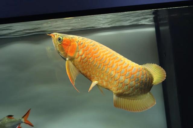 红金龙鱼,镜头下记录红龙鱼两年多的变化(红金龙鱼图片大全)