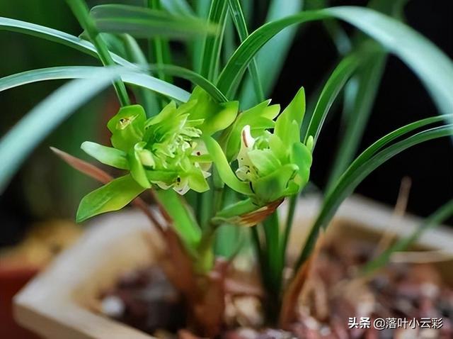 蝶兰（蝶兰花），国兰第一奇花——余蝴蝶（蝶兰花图片）