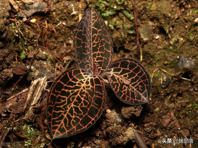 什么是蜜源植物，什么蜜源植物的花期最长（它们都会带来哪些危害）