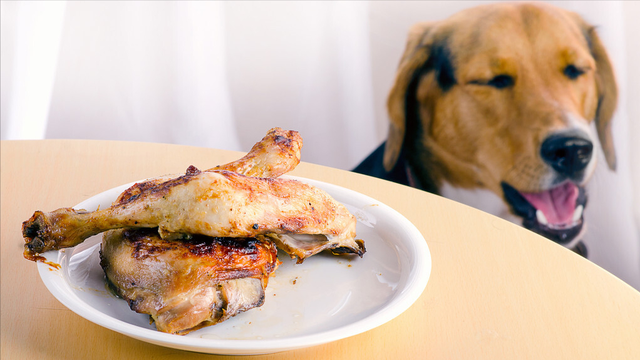 狗粮怎么喂才好，狗粮怎么喂（教你正确喂养狗狗）