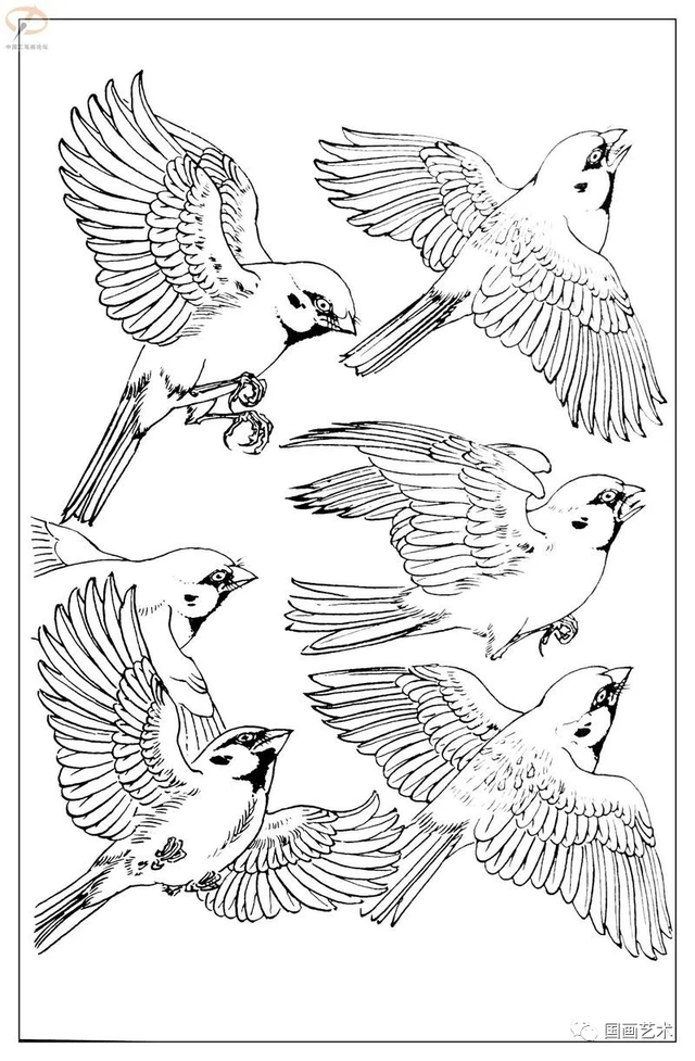 火的简笔画图片，火焰怎么画简笔画图片（画鸟参考——白描麻雀百图）