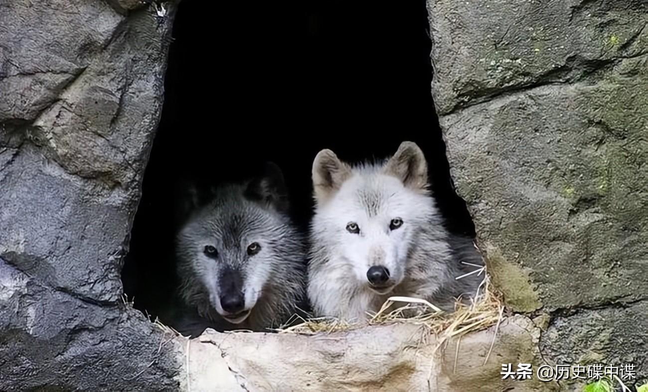 而这次是一只母狼带着两只刚刚学会走路的小狼崽出来觅食,对人类是毫