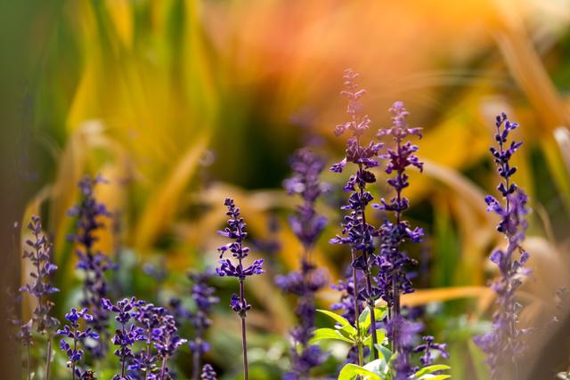 有哪些浪漫的花语，浪漫的花有什么（这里有你想守护的浪漫花语吗）