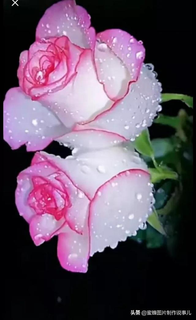 腊梅图片，一花一世界（腊梅图片）