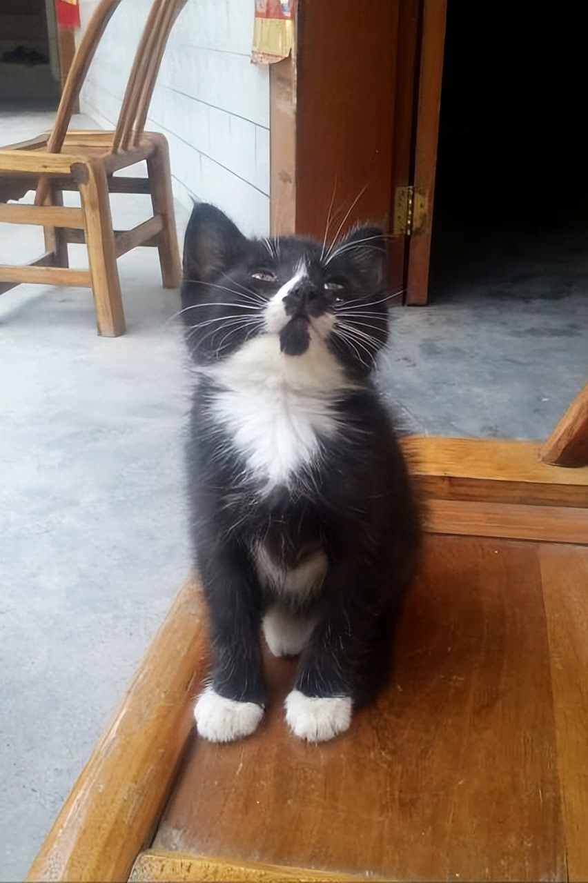 四蹄踏雪猫多少钱(老人常说的) - 价格百科