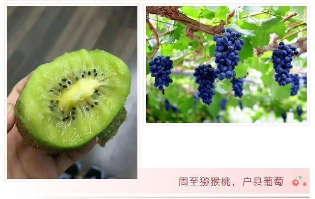 西安有哪些特色水果，陕西特色水果（水果在西安也有“盛唐气象”）