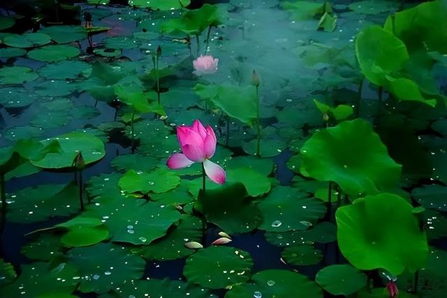 梅花象征什么，梅花象征什么青松象征什么雪花象征什么（中国十大名花排行榜）