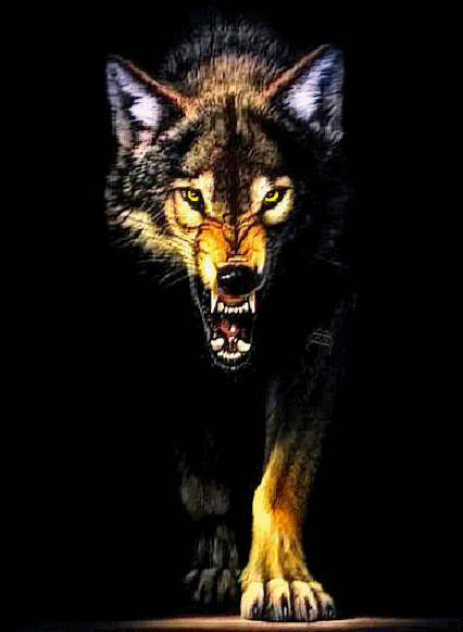 狼象征着什么样的人，狼的特点和象征意义（我所认识的狼哲学）