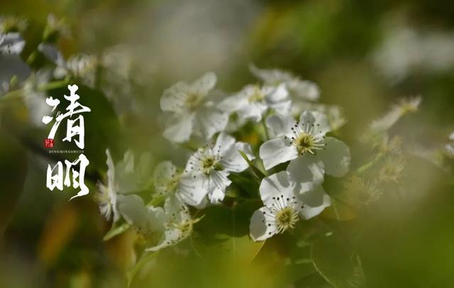 清明诗句大全，《清明》的诗句（十二首清明的诗词）